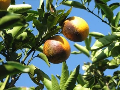 Mosca negra em citrus - Crédito Santin Gravena