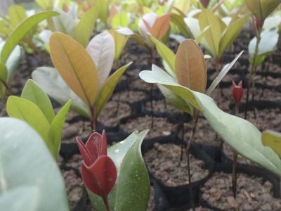 Mudas - Créditos - Letícia Walter