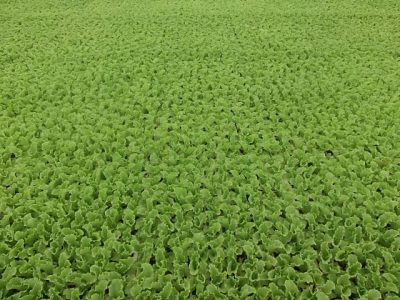 Muda - Crédito Walter Silva