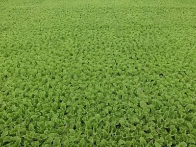 Muda - Crédito Walter Silva