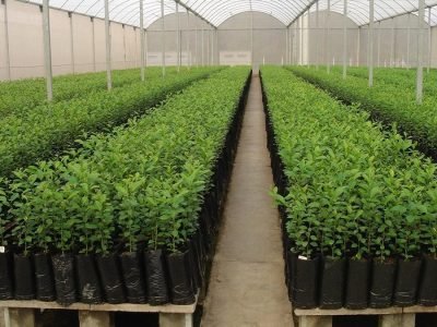 Mudas - Crédito: Sérgio Alves