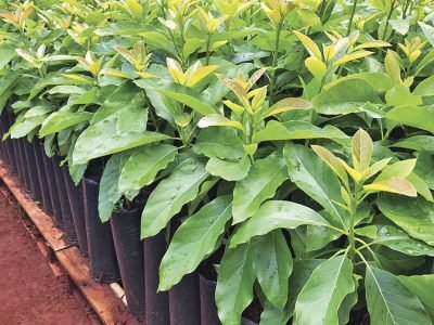 Mudas - Foto: Abacitrus