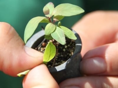 utilização de fertilizante de liberação lenta pode contribuir para a obtenção de mudas de eucalipto  de melhor qualidade - Crédito Luize Hess