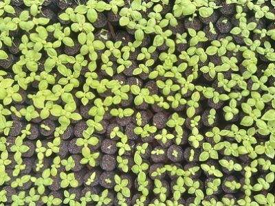 Mudas-de-plantas-medicinais-distribuídas.-Foto-Devilgação-EPAMIG