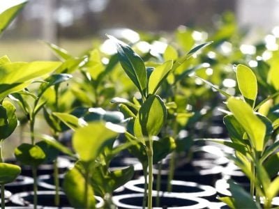 Mudas produzidas no Pantanal de MS_Foto de Nicoli Dichoff