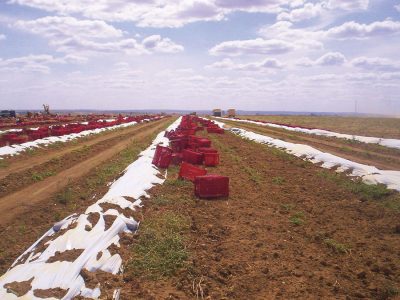 Mulching - Crédito: Shutterstock