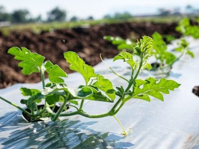 Mulching - Crédito: Shutterstock