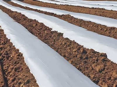 Mulching - Crédito: Agroflex