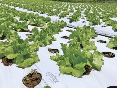 Mulching - Foto: Agroflex