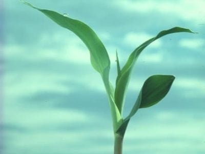 Na inoculação via foliar são aplicadas duas doses por hectare - Crédito Pioneer Sementes