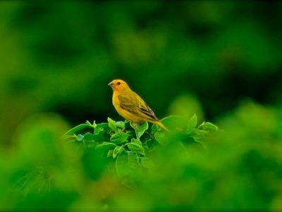 Crédito Cristiano Soares de Oliveira