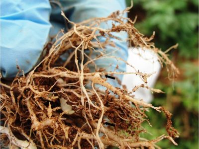 Nematoide-03-raíz-de-batata-com-galhas-Crédito-Israel-Lima-Medina-08-2018