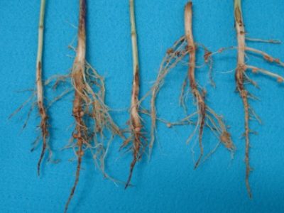 Nematoide-06-Credito-Claudia-Dias-Danos-Pratylenchus-Telefone