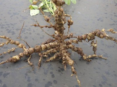 Nematoide - Crédito: Rayane G. da Silva