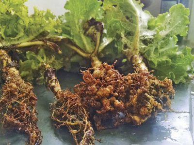 Nematoide - Crédito: Lara Guimarães