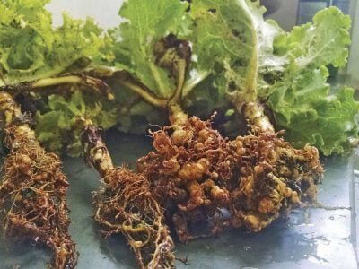 Nematoide - Crédito: Lara Guimarães