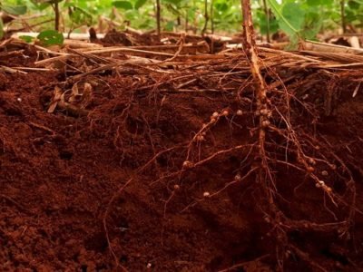 Nematoide - Foto: Divulgação