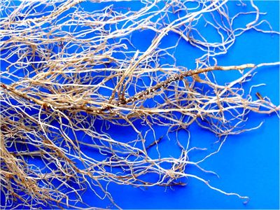 Nematoide - Cistos do nematoide de cisto da soja, Heteroderaglycines, aderidos em raiz de soja- Crédito Andressa Zamboni