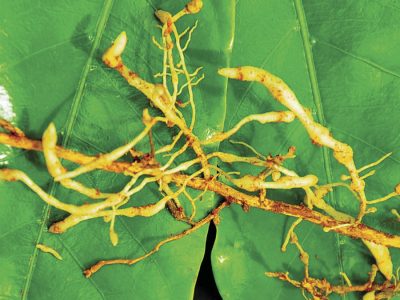Nematoide-das-galhas - Crédito Arquivo