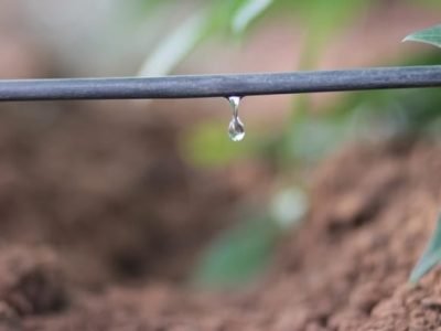 Irrigação por gotejamento - Crédito Netafim