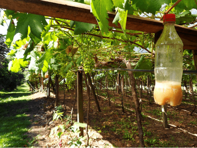 Foto: Ruben Machota Jr