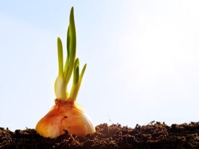 Novas variedades  possibilitam o plantio de cebola de inverno com menor risco na colheita - Crédito Shutterstock