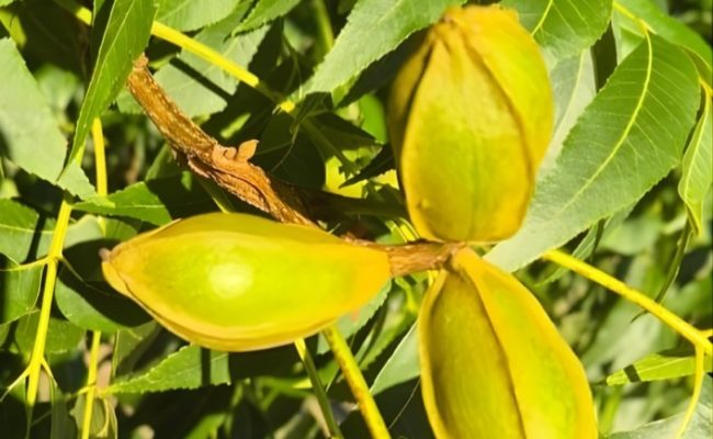 Noz Pecã - Crédito IBPecan Divulgação