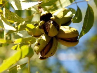 Noz Pecã - Crédito IBPecan Divulgação