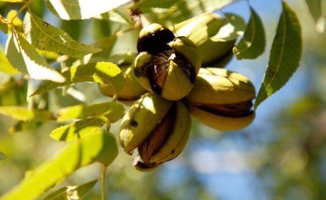 Noz Pecã - Crédito IBPecan Divulgação