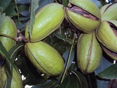 Noz-peçã - Foto: Divulgação