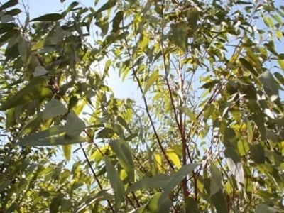 Nutrição foliar garante correção imediata das deficiências - Crédito Luize Hess