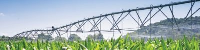 Large water sprinkler system in a corn field. Equipment for industrial irrigation.  Sustainable agriculture concept.