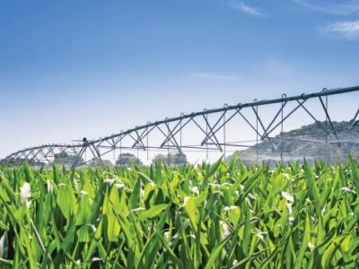 Large water sprinkler system in a corn field. Equipment for industrial irrigation.  Sustainable agriculture concept.