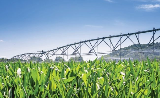 Large water sprinkler system in a corn field. Equipment for industrial irrigation.  Sustainable agriculture concept.