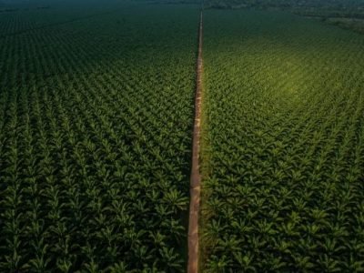 Agropalma Biodiversidade - Crédito Flavio Forner -Conservação Internacional