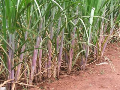 Crédito Ana Maria Diniz