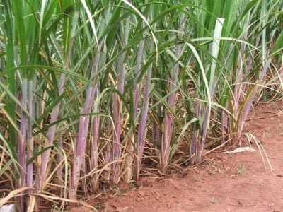 Crédito Ana Maria Diniz