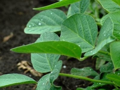 O glifosato foi sintetizado pela primeira vez em 1964 como um potente quelante industrial - Crédito Shutterstock