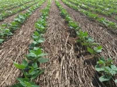 O plantio direto serve de barreira físicae impede o desenvolvimento das plantas daninhas