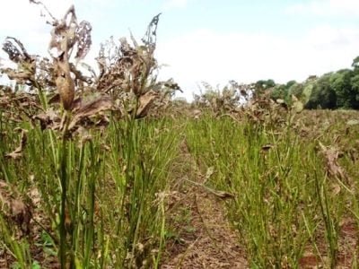 O risco das pragas que vêm de fora - Crédito Rafael Soares