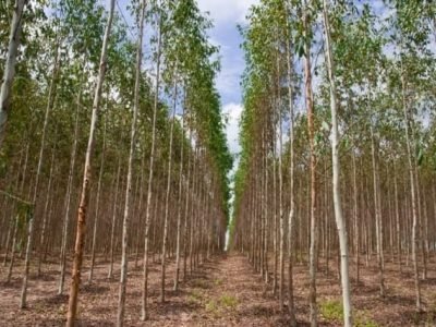 O uso do gesso se traduz em maior eficiência das adubações - Crédito Shuttertock