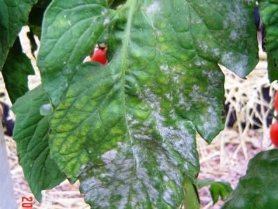 OÃ­dio-em-tomateiro-Crédito-UFRGS-Bom-Verdi