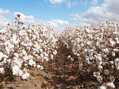 Algodão - Crédito: Shutterstock