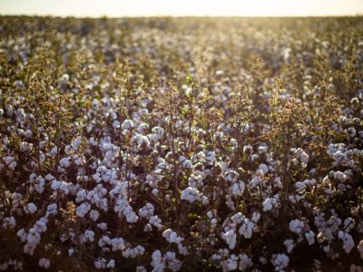 ORIGEO-Algodao-fecha-2025-com-recorde-e-se-prepara-para-proxima-safra-foto-Wenderson Araujo-Trilux-CNA-Brasil (Pequeno)