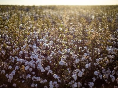 ORIGEO-Algodao-fecha-2025-com-recorde-e-se-prepara-para-proxima-safra-foto-Wenderson Araujo-Trilux-CNA-Brasil (Pequeno)