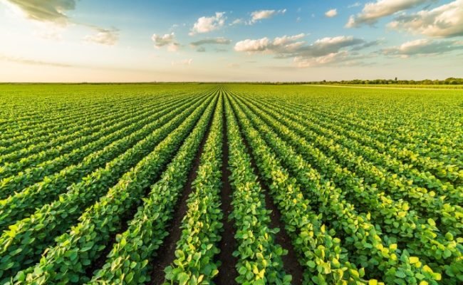 ORIGEO-Controle-de-plantas-daninhas-na fase-inicial-do-plantio-da-soja-e-essencial-credito-divulgacao (Pequeno)