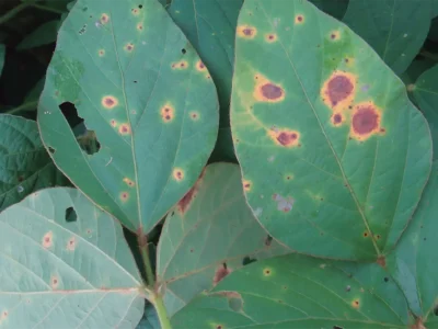 Imagem mostra sintomas de mancha-alvo da soja