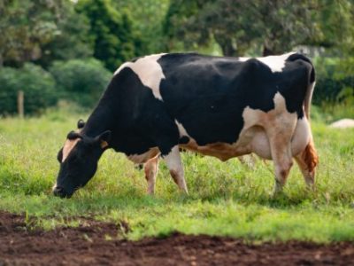 Ok-Vacas-de-leite5-Telefone