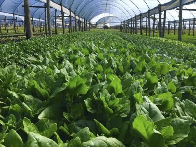 Hortaliças orgânicas, em Mogi das Cruzes (SP) Fotos: Organis