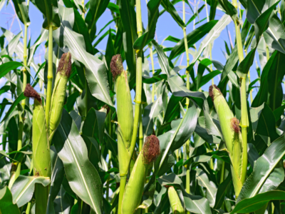 Os adubos nitrogenados líquidos devem ser pulverizados no momento de maior demanda do milho - Crédito Shutterstock